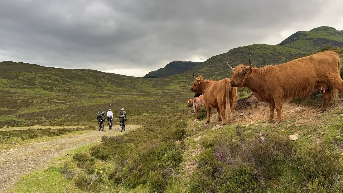 Three bikepackers riding a Scottish glen watched by highland cattle