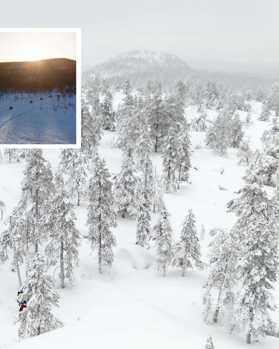 Rime-covered spruce forest with a fell rising into the mist behind